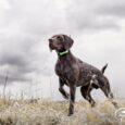 TEK Series 1.5 GPS Dog Tracking System