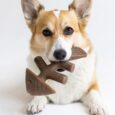 Benebone Fishbone Dog Chew Toy