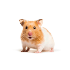 small_pets@2x