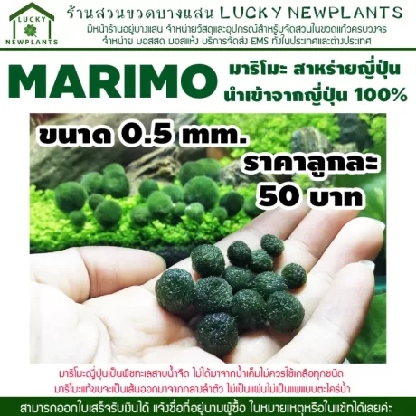 ??????? ????? 1 ????????? 50 ??? ???????????????????????????????? ????????????