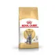 Royal Canin British Shorthair Adult 2kg อาหารเม็ดแมวโต พันธุ์บริติช ชอร์ทแฮร์ อายุ 12 เดือนขึ้นไป (Dry Cat Food, โรยัล คานิน)