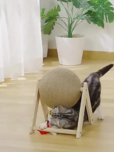 😸?????????? ????????????????????? ????????? ??????? ?????????????????? ????????????? ?????????? ?????????