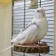 H-10 wooden stand, apple log, installed in the cage, for standing parrots, hamsters, sugar gliders, squirrels, marmosets.