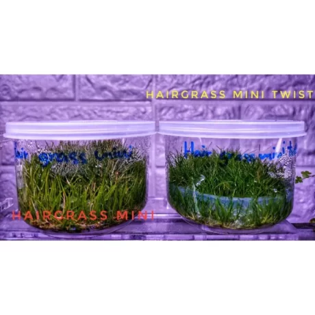 NP hairgrass mini twist/mini #?????? ????????????? ????????? ??????