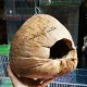 Coconuts Coconuts for nesting animals Coconut balls with holes drilled for budgies, squirrels, sugar gliders, and chipmunks.