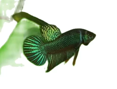 Betta PP?????????? ??????????????? ??????????? ???????????? ??????? ??????????????????????????? ?????????????????100% ???????