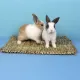 Hay mat, bed made from hay for rabbits [edible] grass nest, grass mat for rabbits Rabbit teeth sharpening toy
