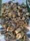 EUCAZA bark 1 kg. Natural, safe, no chemicals. Decorate pet tanks, land turtles, snakes, scorpions, lizards, rats, spiders, Isopods, and lizards for fuel.