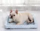 pet bed pet mat summer pet mat dog house pet mat
