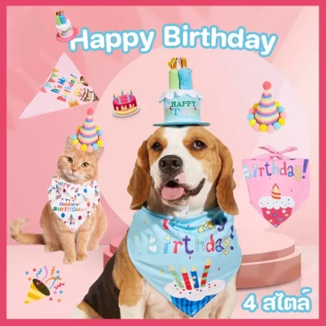 BHQ PET ?????????????????????????? ????????????? ????????????? ?????????????????? ??????????? ????????????????????????