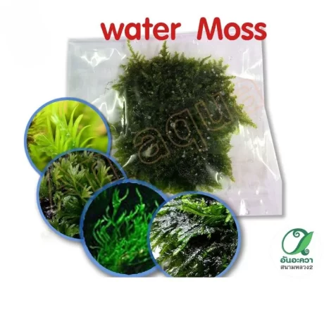 moss ????????????????? 4.5x5 cm (?????????)
