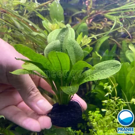 ???? ??????????????? - Echiodorus ?Troppica ????????? ?????? ?????????????????? ?????????????