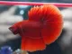 ปลากัดฮาฟมูน สีแดง ชาย สวยงาม HM. Halfmoon