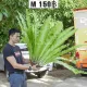 Fern , Bird's nest fern