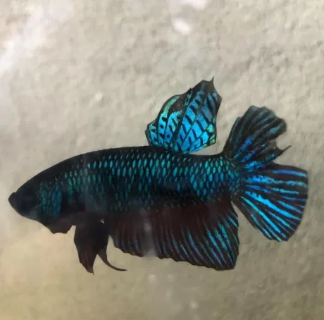 ??????????????? ?????????????? ???????????? ??????????????100% ???????????? ???????PP??????