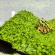 DH Moss Mat, artificial moss, flooring for frogs and reptiles. There are many sizes to choose from.