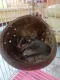 Fat coconut shell house, coconut shell house for squirrels, sugar gliders. and various types of birds