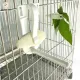 BENEDICT Conure Parrot Fruit Small Animals Pets Plastic Bird Food Dispenser Squid bone clip feeding clamp parrot feeder