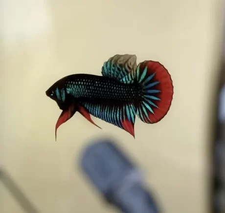 ??????? ????????? ?? ???????????????AAA????2???1++