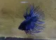 ปลากัดคราวเทล ปลากัดหางมงกุฏ สีน้ำเงิน เพศผู้