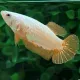 ปลากัด โกลด์ดราก้อน สีทอง เพศเมีย 1 ตัว