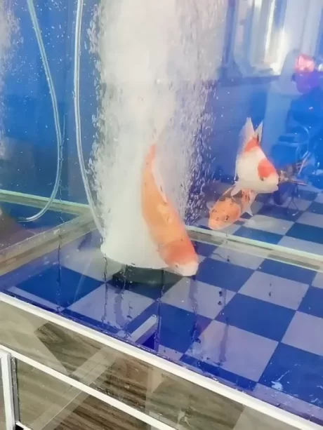 HGII ???????????????? ?????? ?????? ???????????? ??????????????? ????????????????????????? ????????????? ????????