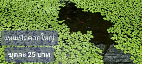 ??????????? ????????? 25 ??? ??????????????????? ??????????????? ???????????????????