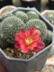 ??????????????????? ???????? Rebutia Huffmannii