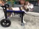 วีลแชร์สุนัข พิการขาหน้า ขนาด ไซส์ L สัตว์เลี้ยง รถเข็น wheelchair dog **ติดต่อดร้านค้าก่อนสั่งซื้อ**โดยสัตวแพทย์