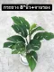 ต้นสยามมอนส์เตอร่าใบฉีกแล้วกระถาง8”ขาวพร้อมจานรองไม้ฟอกอากาศไม้สะสม