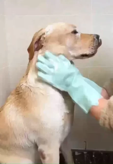 D & C house pet bath, cleaning massage gloves, anti-bite gloves, anti-hot dishwashing car wash gloves (one pair of gloves)