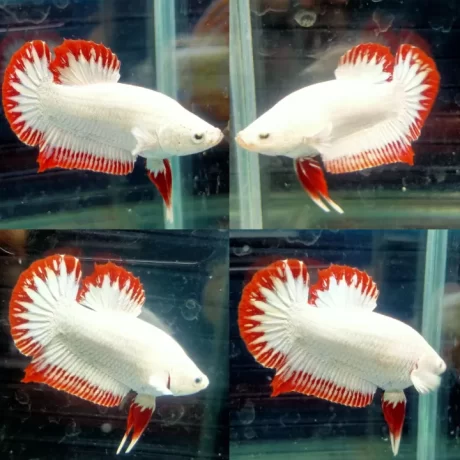 ??????????????redsnow???1???(2???)???/????(????????)