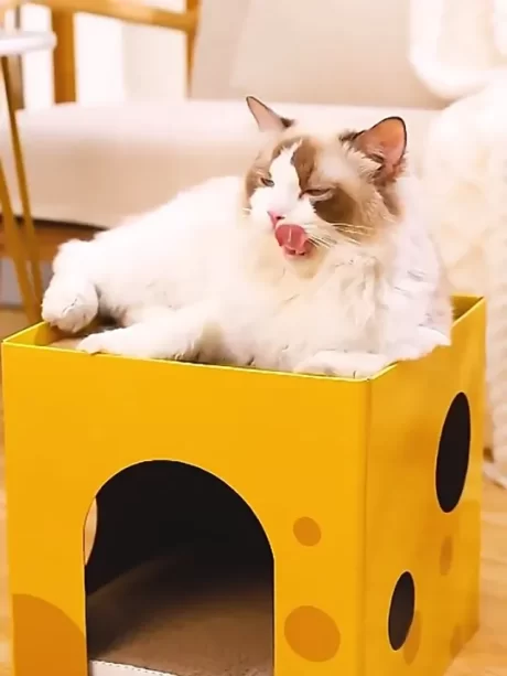 ??????????????? ??????? ?????????????????? ?????????????????????? ????????????????????