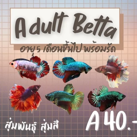 ????????? ???????? ?????? ?????????? ???????????