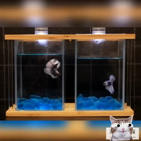 ?????? ?????? ????????? ?????????????? ??????????LED????????? ?????????????? ???????????????