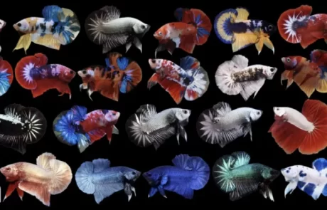 ?????????????? ???????????????? ???????A++????2???1