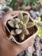 กุหลาบหิน แกรปโตเซดัม ฟรานเชสโก้ บัลดิ Graptosedum Francesco baldi