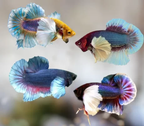 ????????????????? ?????? ?????? (????????????????)