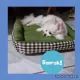 Pet bed 50*50cm