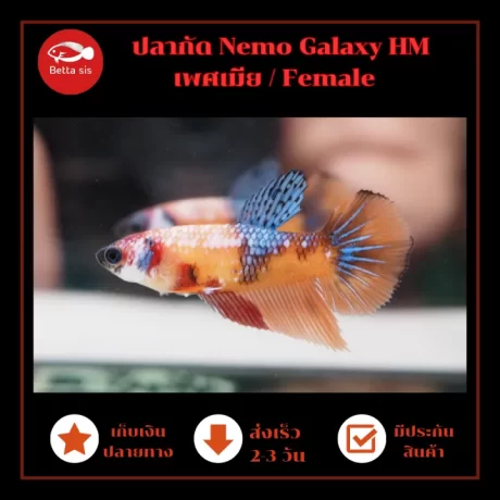 ?????? ?????? ????? ????????? ??????? HM Galaxy female #HMG05 ???????? ??????? ?????????????? ?????????