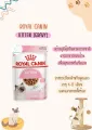 Royal Canin Kitten อาหารแมวชนิดเปียกสำหรับลูกแมว 85g
