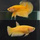 ปลากัด สีเหลืองแพ๊คคู่ ชาย/หญิง 2ตัว มีประกันสินค้า