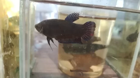 ????????????? ??????????????? ??? 1.4-1.5 ?????????? *(??????????????????????????????????????????????????)