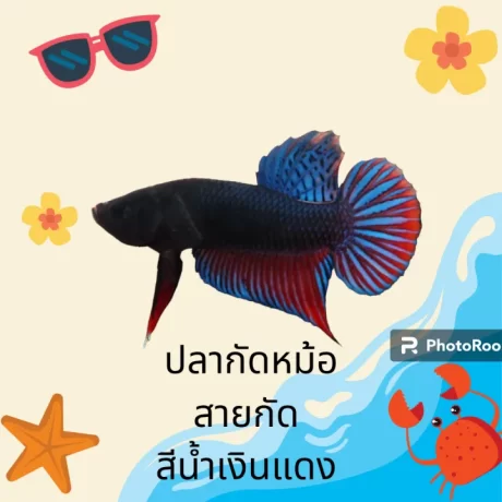 ???????????????? ???????????? ??????? ?????? (?????????????????)(?????????????????)