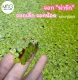 🌱พืชไม้น้ำ🌱จอกเล็ก ต้นละ1บาท ขั้นต่ำ20ต้น จอกจิ๋ว จอกเล็ก จอก ไม้น้ำ พืชน้ำ สาหร่าย