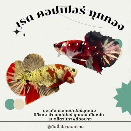 ??????????????????????? ⚜️🌹 ?????? ???????????? *??????????????????????? ???????????????4-5 ????? ????????????? 70-100% ?????????????????????????????