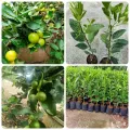 🌳พูดเลยขายต้นพันธุ์มะนาวแป้นสุขประเสริฐตอนละ 87 บาทตอนผ่าน 60-80 เซนติเมตรปลูกง่ายโตเร็วรับประกันสายพันธุ์แท้ปลูกได้ทุกที่ทุกจังหวัดปลูกตามตึกตามคอนโดตามรั้วบ้านทำสวนทำนาได้หมดครับรับประกันสายพันธุ์แท้ปลูกได้ทุกที่ทุกจังหวัด🍋