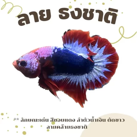 Betta 🌲 ????????? 🫀✨ ????????????????? ???? ?????????