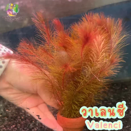 ???????(( ???????????))