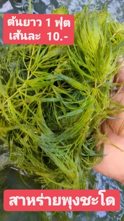 ???????????????? ?????? 1 ??? ?????? 10 ???